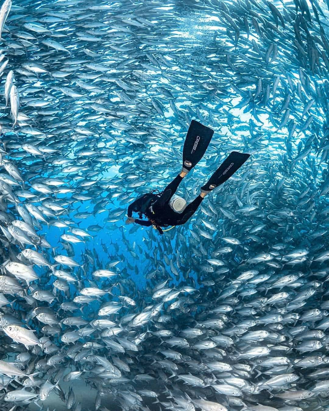 nado con delfines en punta cana: experiencia interactiva (dolphin discovery / dolphin island)