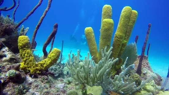 nado con delfines en punta cana: experiencia interactiva (dolphin discovery / dolphin island)