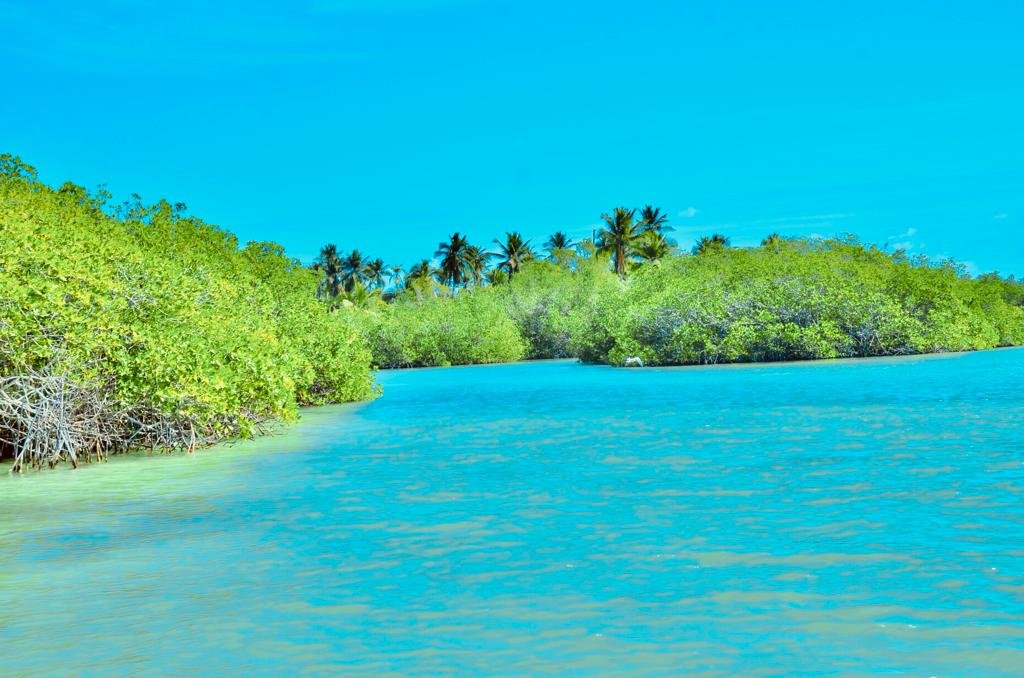 nado con delfines en punta cana: experiencia interactiva (dolphin discovery / dolphin island)