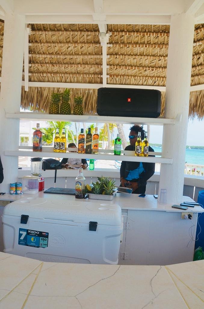 nado con delfines en punta cana: experiencia interactiva (dolphin discovery / dolphin island)