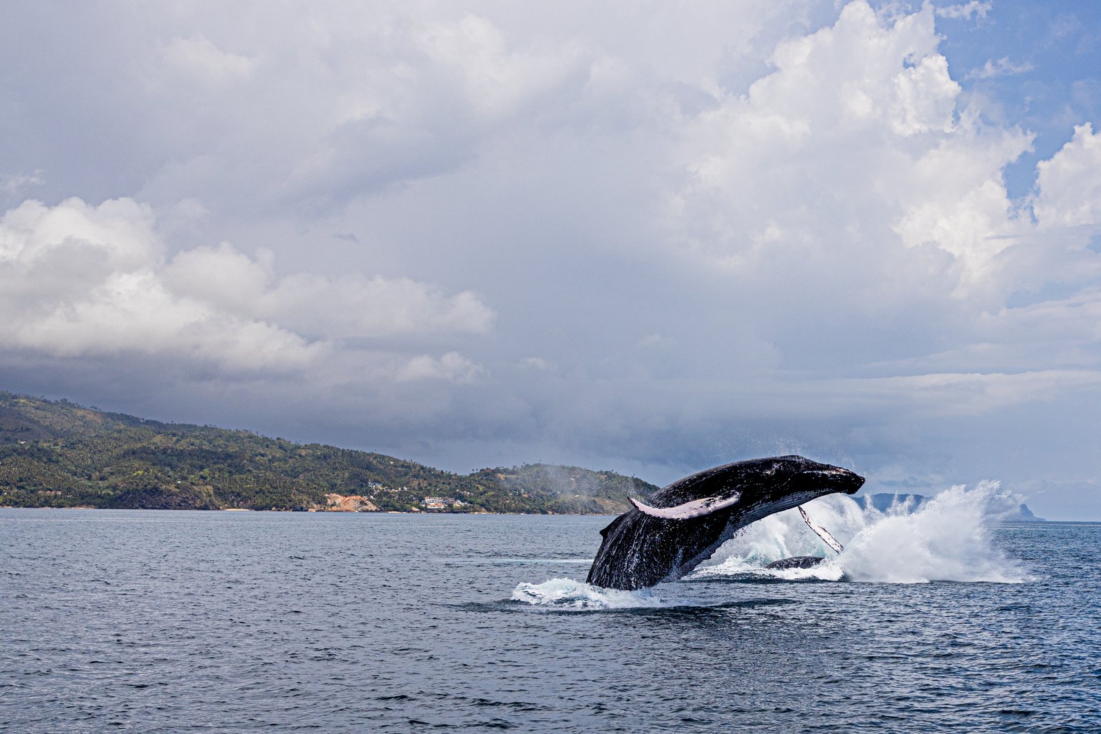 Tour Samana Ballenas y Cayo Levantado