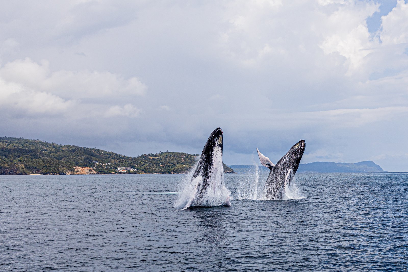 Avistamiento de ballenas jorobadas en Samaná 2026 - Univertur Travel