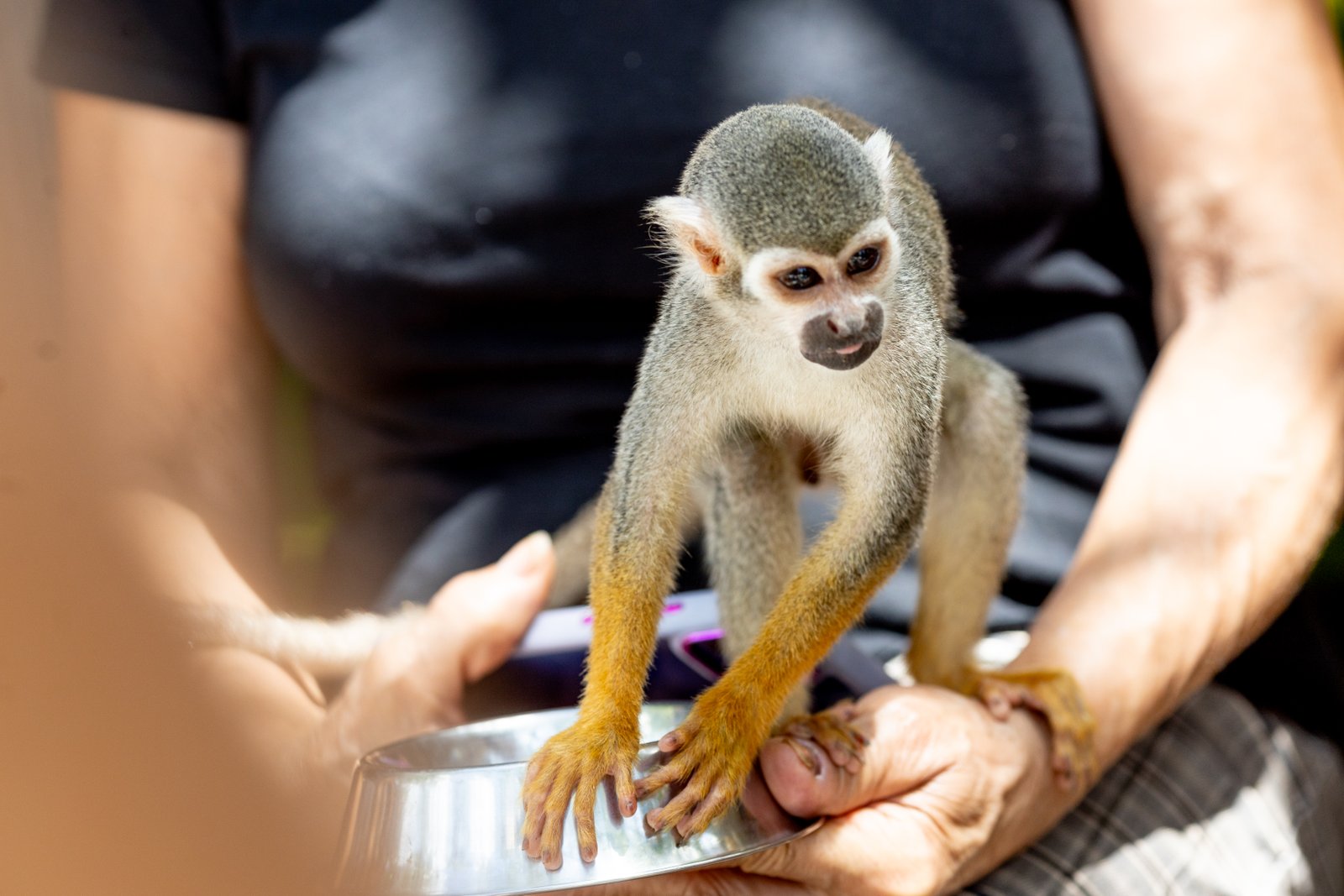 Combo Monkeyland Zipline Punta Cana